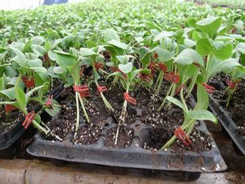 蔬菜播种育苗