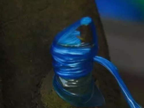 金弹子嫁接技术