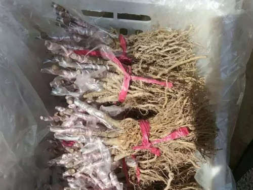 猕猴桃实生苗嫁接繁育技术2