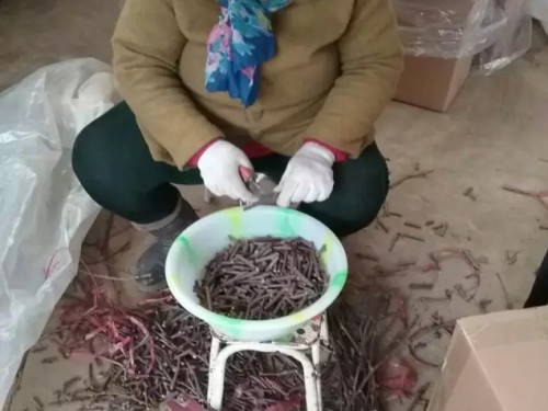 猕猴桃实生苗嫁接繁育技术