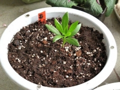 盆栽蓝目菊扦插繁殖方法
