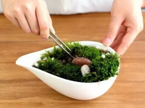 青苔图片