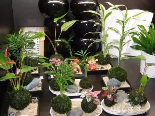 青苔盆栽图片