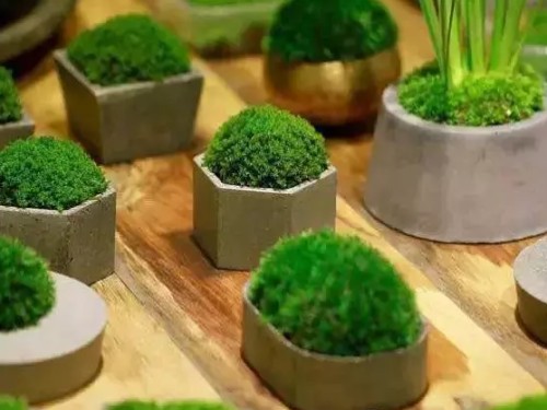 青苔培育图片