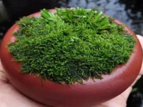 苔藓盆景图片
