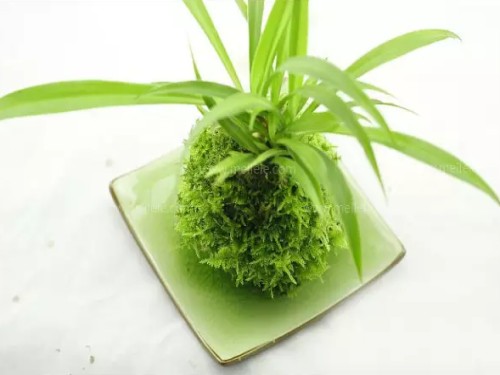 怎样培养盆景苔藓