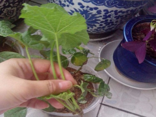 蜀葵的繁殖方法