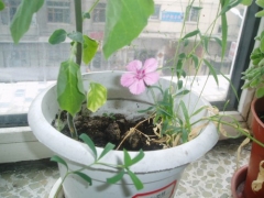 五彩石竹繁殖方法