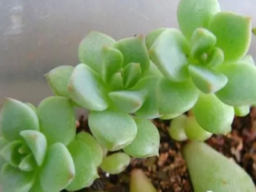 多肉植物叶插5