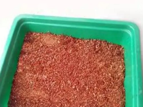 多肉植物叶插2