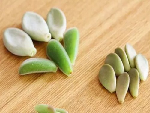 多肉植物叶插1