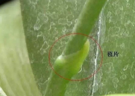 家庭盆栽蝴蝶兰怎么繁殖4