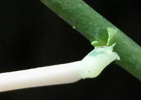 家庭盆栽蝴蝶兰怎么繁殖7