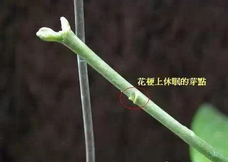 家庭盆栽蝴蝶兰怎么繁殖5
