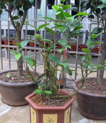 金花茶繁殖方法
