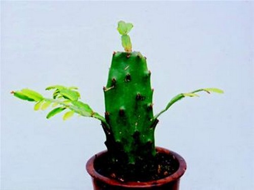 仙人指的嫁接方法