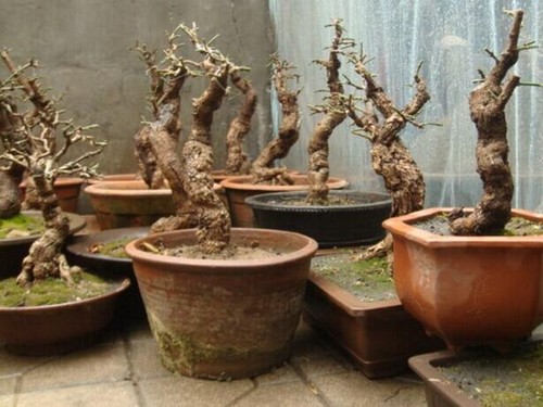 迎春花繁殖技术