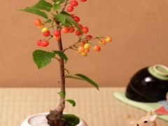 盆栽樱桃繁殖技术