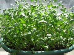 盆栽香菜育苗技术