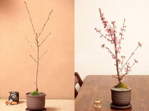 盆栽樱花嫁接技术