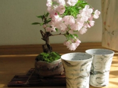 盆栽樱花繁殖技术——扦插法