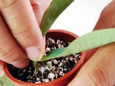 虎刺梅繁殖方式与方法3