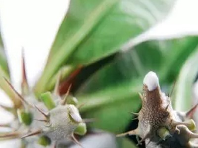 虎刺梅繁殖方式与方法2