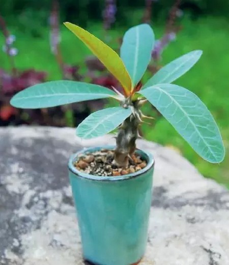 虎刺梅繁殖方式与方法