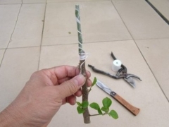 嫁接花木的方法与技术