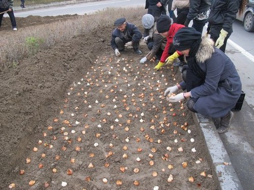 郁金香繁殖方法