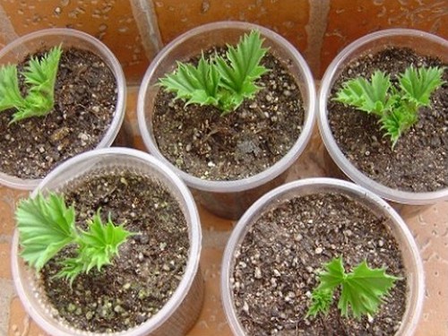 天竺葵的繁殖方法