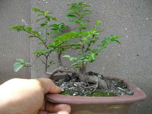 小叶女贞的培育方法