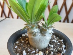 夹竹桃育苗方法