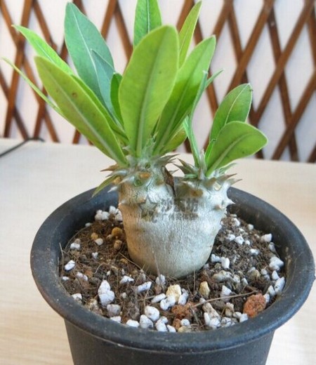 夹竹桃育苗方法