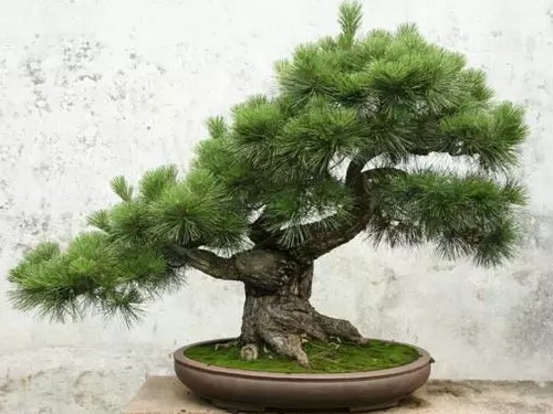 罗汉松嫁接技术