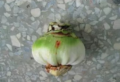 朱顶红双鳞片繁殖技术图解2