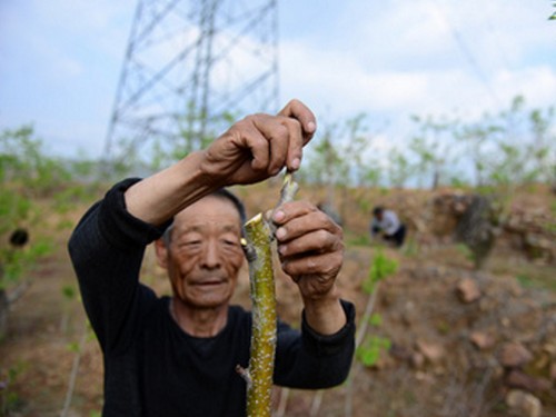 山楂繁殖苗木嫁接方法