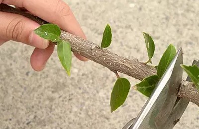 花木盆景扦插繁殖技术1