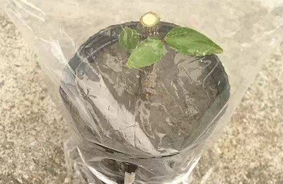 花木盆景扦插繁殖技术8