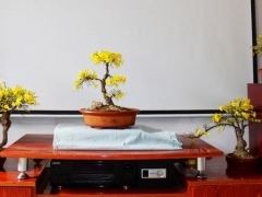 迎春花盆景的繁殖与培育