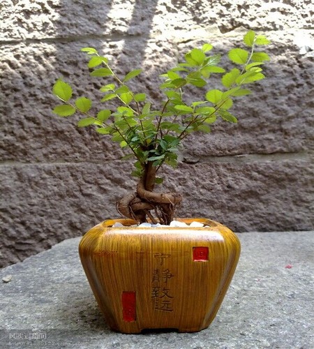 榆树盆景的培育
