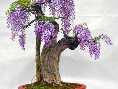 紫藤盆景繁殖方法