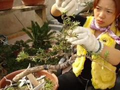 罗汉松盆景育苗须知