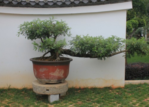 盆栽黄连木育苗技术3