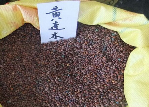 黄连木盆景养坯要点指导1