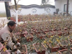 教你快速培育蜡梅盆景