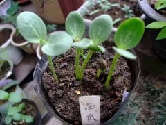 盆栽西瓜育苗技术指导