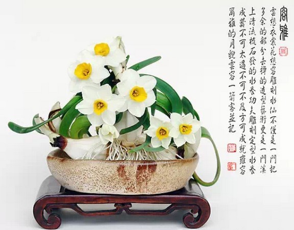 水仙花盆景雕刻水育法