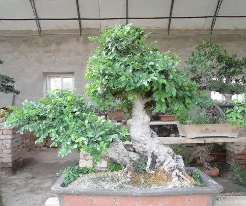 枸骨树盆景的培育方法