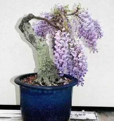 紫藤盆景的培育3